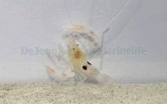 Stenopus devaneyi