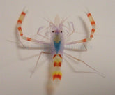 Stenopus tenuirostris