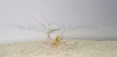 Stenopus zanzibaricus
