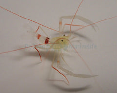 Stenopus zanzibaricus