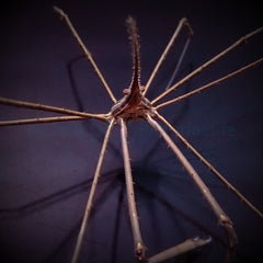 Stenorynchus seticornis