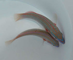Stethojulis albovittata (male)