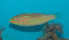 Stethojulis bandanensis (male)