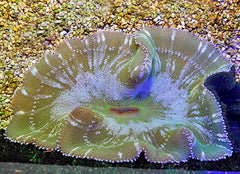 Stichodactyla spp. (Colored)