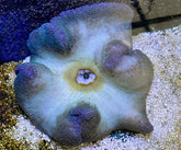 Stichodactyla spp. (Colored)