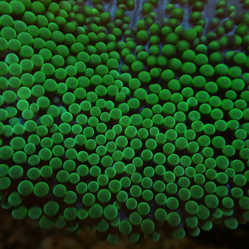 Stichodactyla spp. (Green)