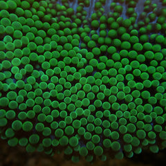 Stichodactyla spp. (Green)