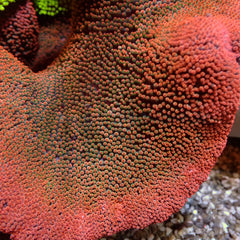 Stichodactyla spp. (Red)