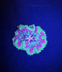 Stichodactyla tapetum (colored)