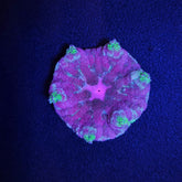 Stichodactyla tapetum (colored)