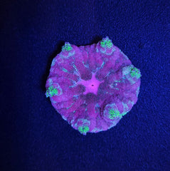 Stichodactyla tapetum (colored)