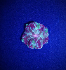 Stichodactyla tapetum (Colored)