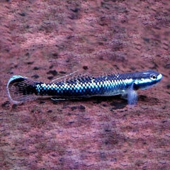 Stiphodon atropupureus 4 cm.