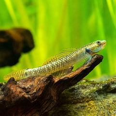 Stiphodon ornatus Rainbowgoby ML @