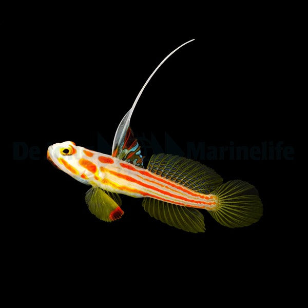 Stonogobiops yasha