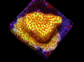 Stylocoeniella-Montipora spp. (Burning Banana) (frag)