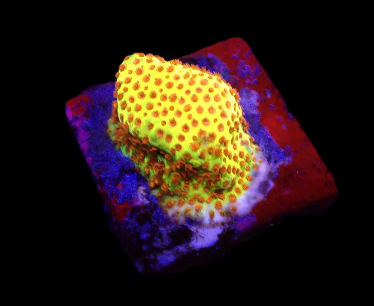 Stylocoeniella-Montipora spp. (Burning Banana) (frag)