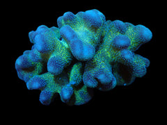 Stylophora pistillata (Green-Blue) (L) f 420
