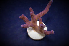 Stylophora pistillata (Milka) (frag)