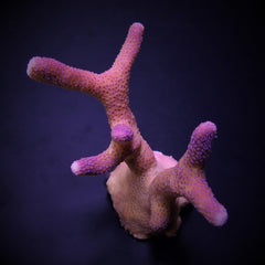 Stylophora pistillata (Milka) (frag)