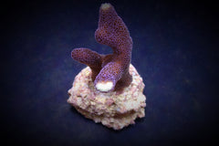 Stylophora pistillata (Milka) (frag)