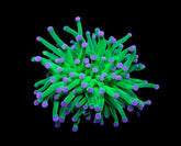 Euphyllia cristata (Super Ultra) (1 hd.)