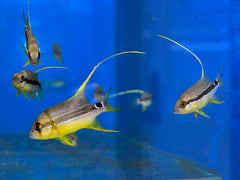 Symphorichthys spilurus - T.B.