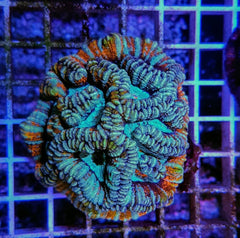 Symphyllia (Australophyllia) wilsoni (Common)