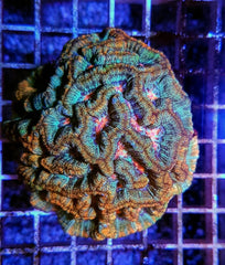 Symphyllia (Australophyllia) wilsoni (Common)