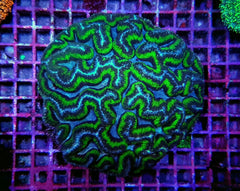 Symphyllia (Australophyllia) wilsoni (Common)