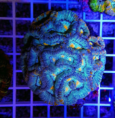 Symphyllia (Australophyllia) wilsoni (Common)