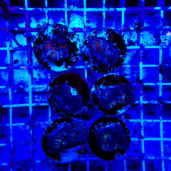 Symphyllia (Australophyllia) wilsoni (Common) (frag)