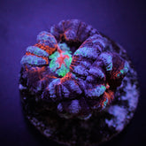 Symphyllia (Australophyllia) wilsoni (Common) (frag)