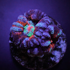 Symphyllia (Australophyllia) wilsoni (Common) (frag)