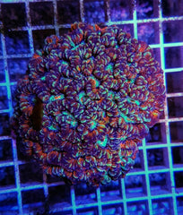 Symphyllia (Australophyllia) wilsoni (Premium)