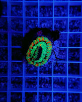 Symphyllia (Australophyllia) wilsoni (Premium)