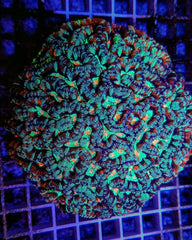 Symphyllia (Australophyllia) wilsoni (Premium)