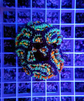 Symphyllia (Australophyllia) wilsoni (Premium)