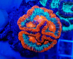 Symphyllia (Australophyllia) wilsoni (Premium) (frag)