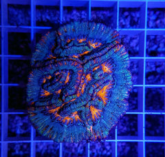 Symphyllia (Australophyllia) wilsoni (Premium) (frag)