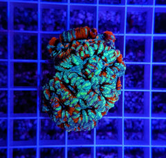 Symphyllia (Australophyllia) wilsoni (Premium) (frag)