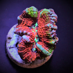 Symphyllia (Australophyllia) wilsoni (Premium) (frag)