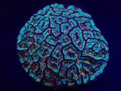 Symphyllia (Australophyllia) wilsoni (Premium)