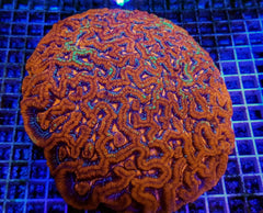 Symphyllia (Australophyllia) wilsoni (Ultra)