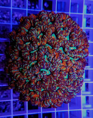 Symphyllia (Australophyllia) wilsoni (Ultra)