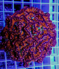 Symphyllia (Australophyllia) wilsoni (Ultra)