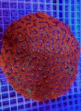 Symphyllia (Australophyllia) wilsoni (Ultra)