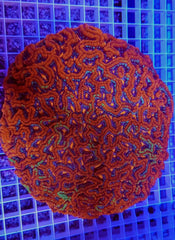 Symphyllia (Australophyllia) wilsoni (Ultra)