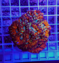 Symphyllia (Australophyllia) wilsoni (Ultra)