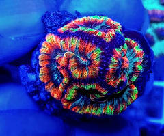 Symphyllia (Australophyllia) wilsoni (Ultra) (frag)